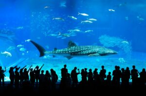 Silhouettes admire a whale shark at Okinawa's Churaumi Aquarium, Japan.